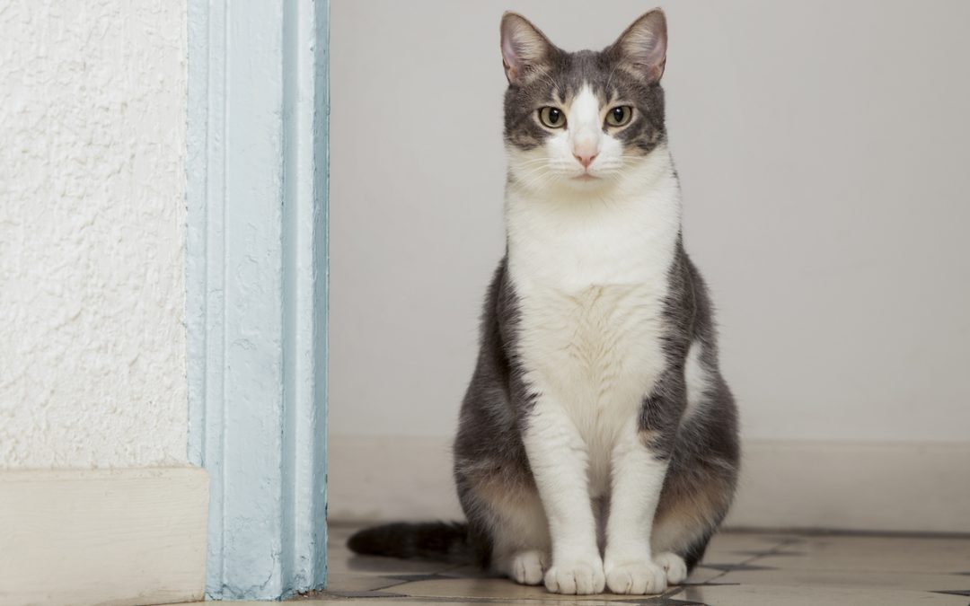 Recent Cal Poly Cat Program urgently needs summer volunteers
