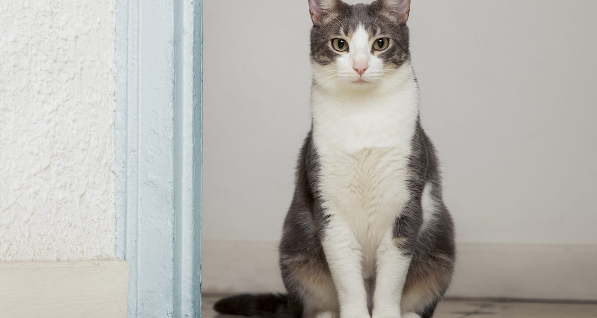 Cal Poly Cat Program urgently needs summer volunteers