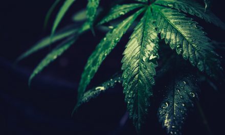 Narcotics Investigation Leads to Illegal Marijuana Grow