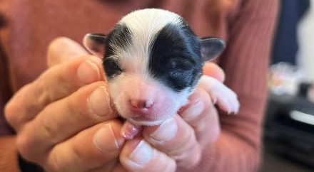 Woods Humane Society launches August match to double donations