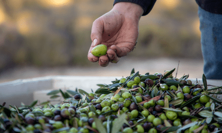 Pasolivo Sees a Successful 2021 Olive Harvest
