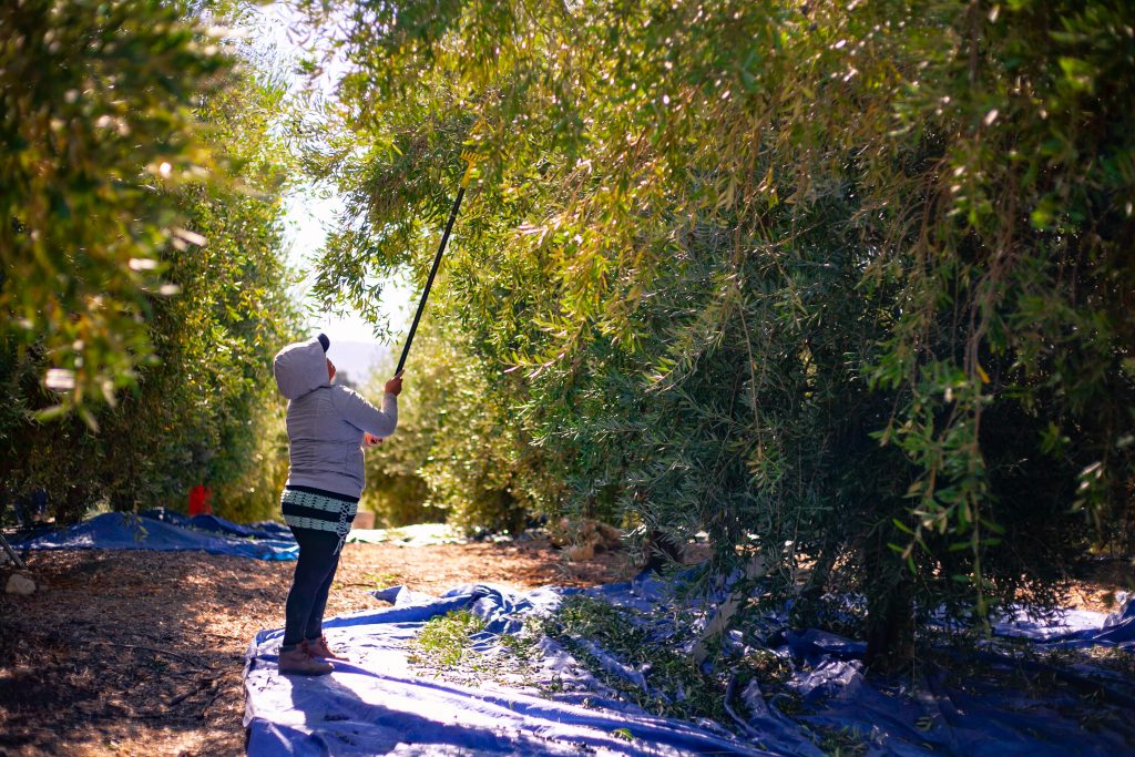 raking olives