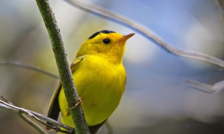 Cal Poly Study Shows Birdsongs Benefit Humans